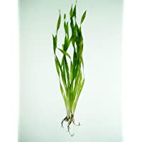 Desconocido Planta Acuario .VALLISNERIA TORTIFOLIA.